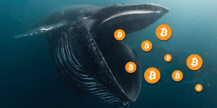 /bitcoin-whale-buys-8000-btc-addresses-104-115-suspected-same-entity/featured-image-content.jpg